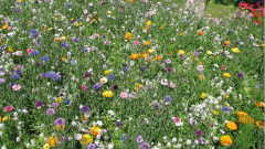 Blumenwiese Bad Buchau